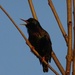 Starling, a song at day's end by marianj