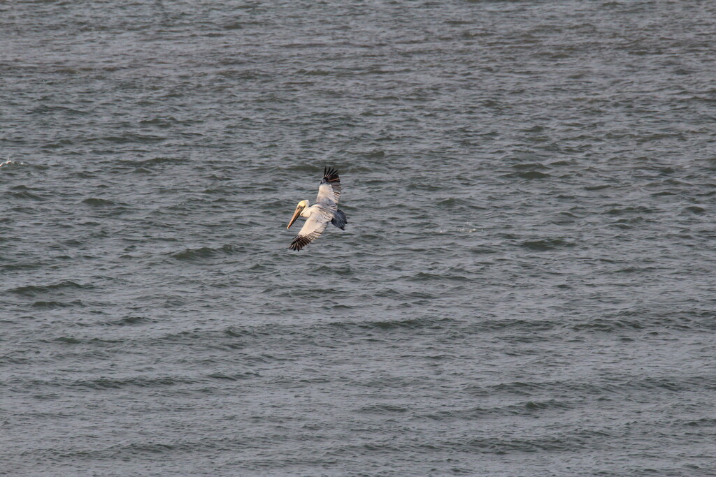 Feb 22 Pelican over the Calibogue SoundIMG_5496 Pelican flying A by georgegailmcdowellcom