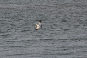 22nd Feb 2022 - Feb 22 Pelican over the Calibogue SoundIMG_5496 Pelican flying A