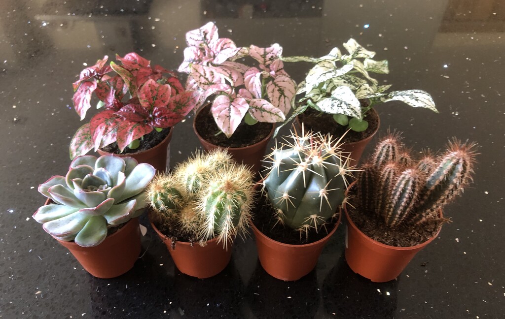 I went out to buy ONE little cactus…… by susiemc