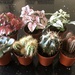 I went out to buy ONE little cactus…… by susiemc