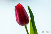 22nd Feb 2022 - Red tulip