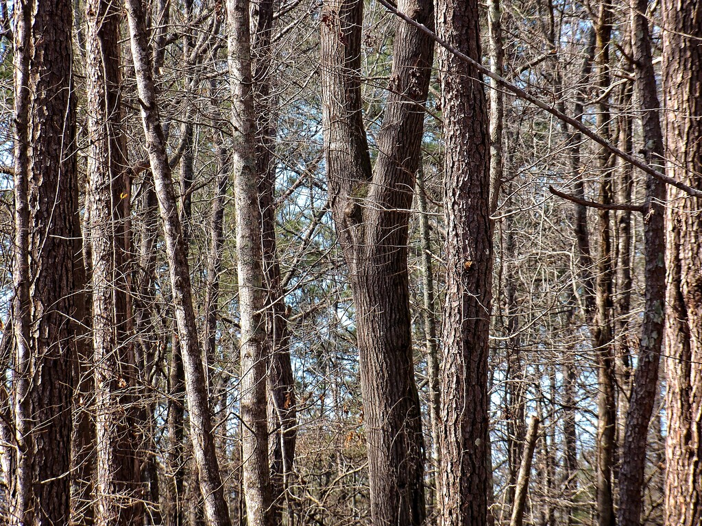 Between the tree trunks... by marlboromaam