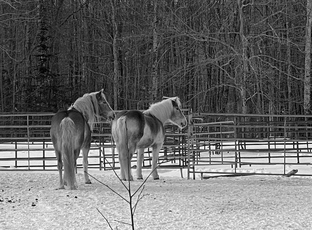 Twosday horses by joansmor