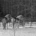 Twosday horses by joansmor