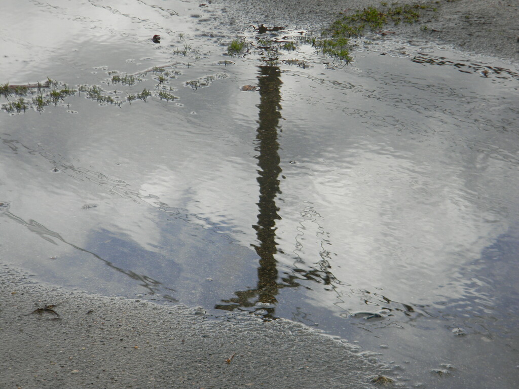Reflection in Puddle in Parking Lot by sfeldphotos