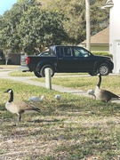 22nd Feb 2022 - Geese Guarding Ibises 
