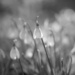 Snowdrops 3  by 4rky