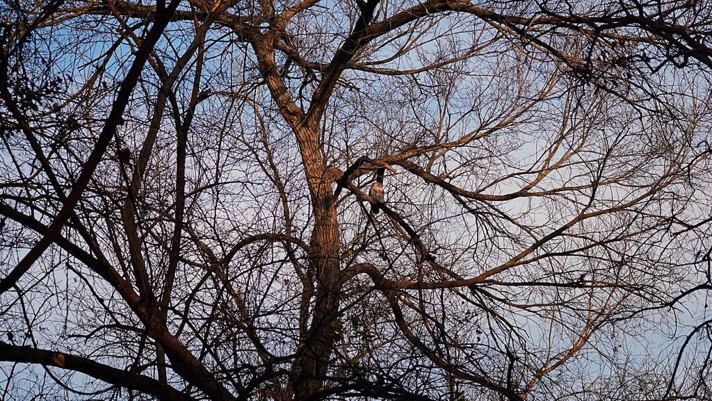 53-365 owl in a tree by slaabs