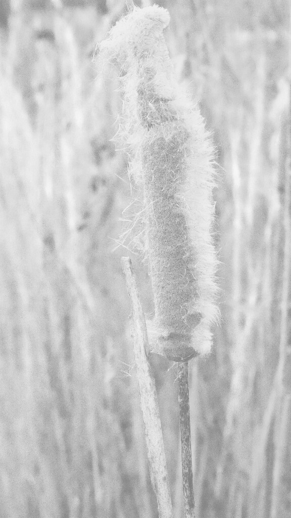 Exploding Cattail by milaniet