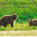 Mama Bear and Young by cwbill