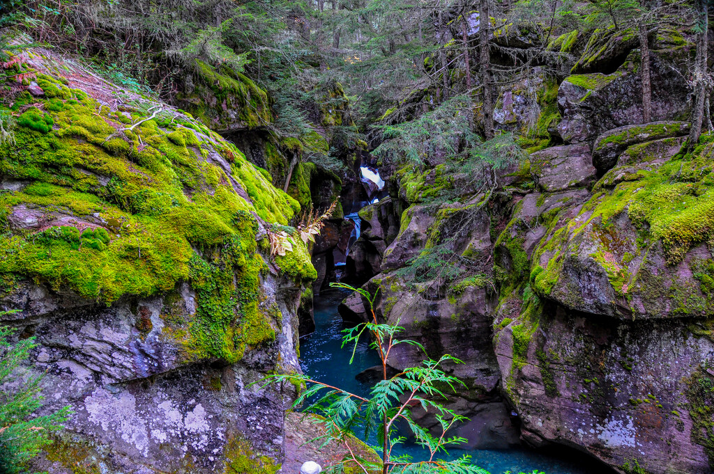 Avalanche Creek by cwbill