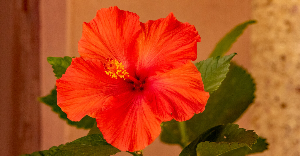 Hibiscus Flower! by rickster549