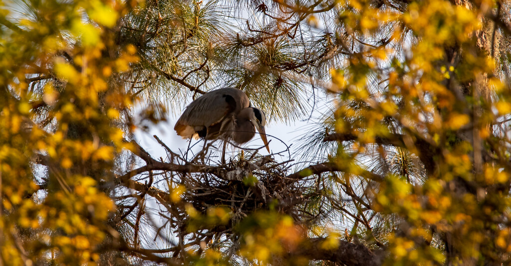 Mom Blue Heron Still Straightening the Nest! by rickster549