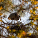 Mom Blue Heron Still Straightening the Nest! by rickster549