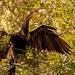 Anhinga Drying Out! by rickster549