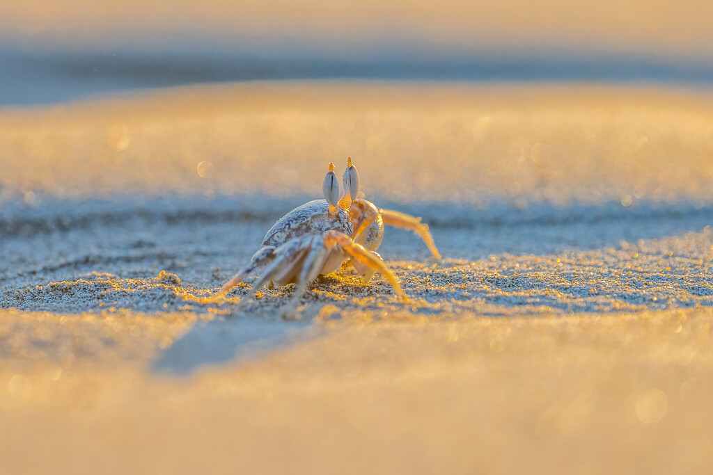 Guanacaste Crab by nicoleweg