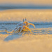 Guanacaste Crab by nicoleweg