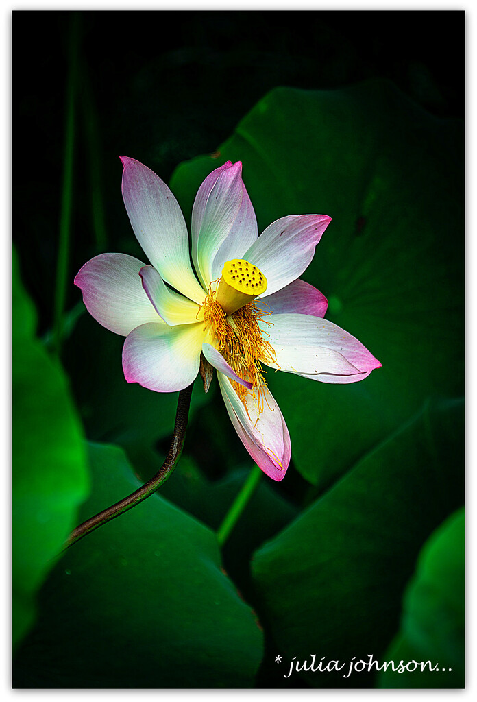 Lotus.. by julzmaioro