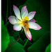 Lotus.. by julzmaioro