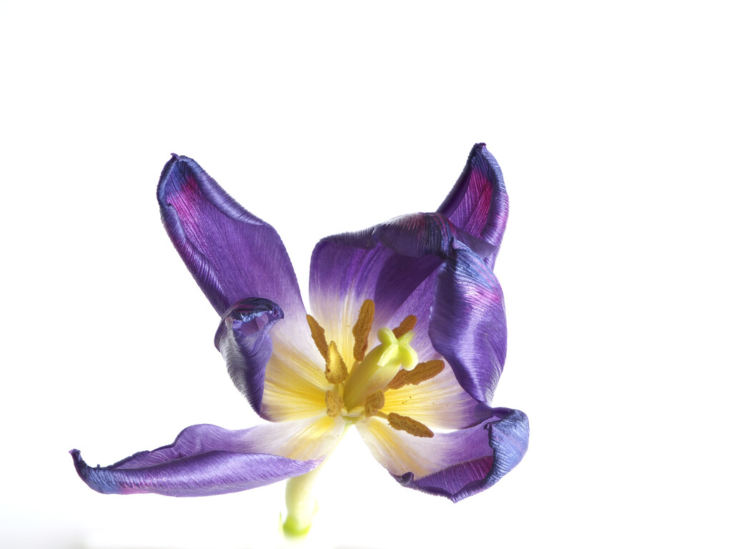 Purple tulip (slightly over-blown) by jon_lip