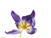 23rd Feb 2022 - Purple tulip (slightly over-blown)