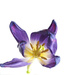 Purple tulip (slightly over-blown) by jon_lip