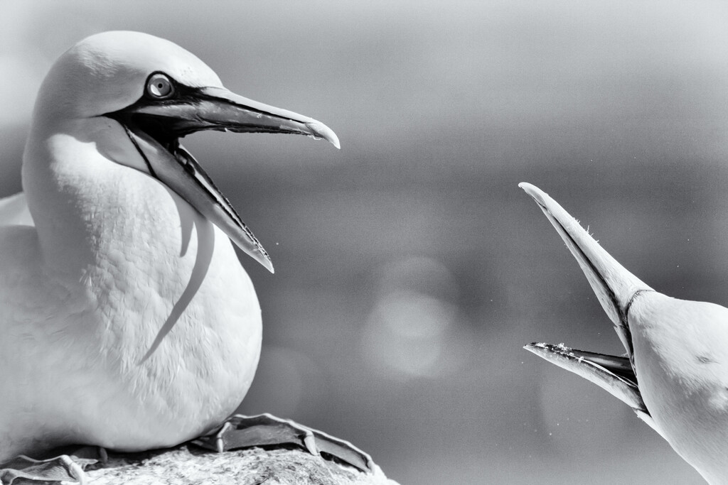 Gannets arguing by pamknowler