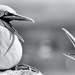 Gannets arguing by pamknowler
