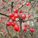 Winter.. berries by 365projectorgjoworboys