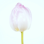 23rd Feb 2022 - Tulip