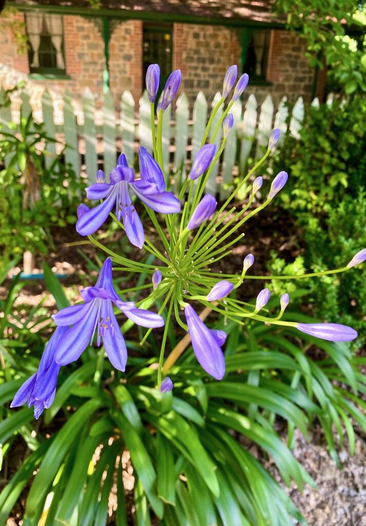 Agapanthus  by galactica
