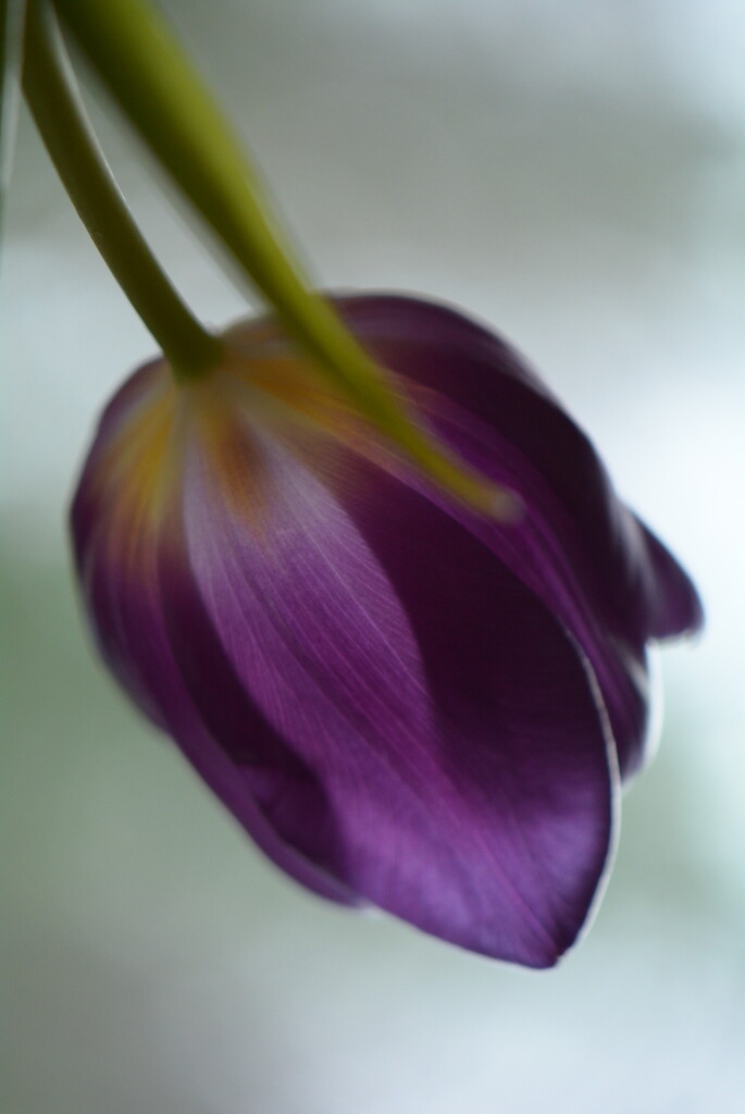 Tulip......... by ziggy77