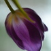 Tulip......... by ziggy77
