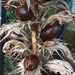 Acanthus seed heads by tinley23