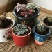I’ve Repotted My New Plants  by susiemc