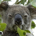 my serious face by koalagardens