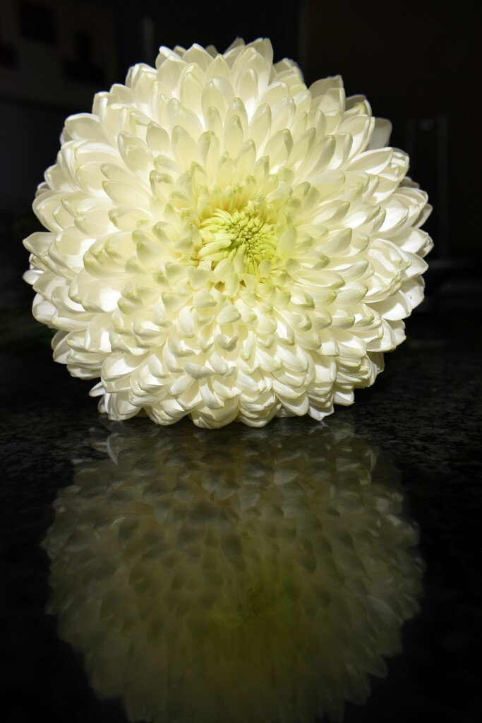 A big full 'pom pom' flower by anitaw