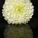 A big full 'pom pom' flower by anitaw