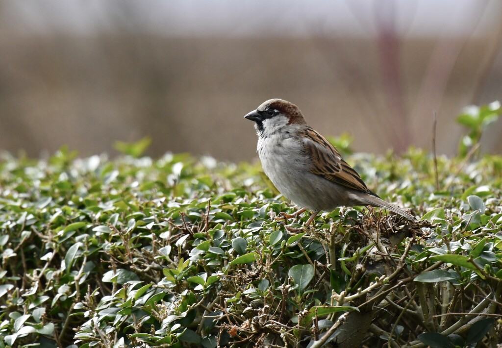Male house sparrow  by rosiekind