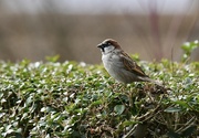 23rd Feb 2022 - Male house sparrow 