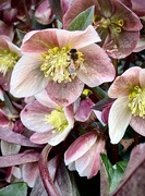 23rd Feb 2022 - Bees in the Hellebores!🐝