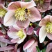 Bees in the Hellebores!🐝 by calm