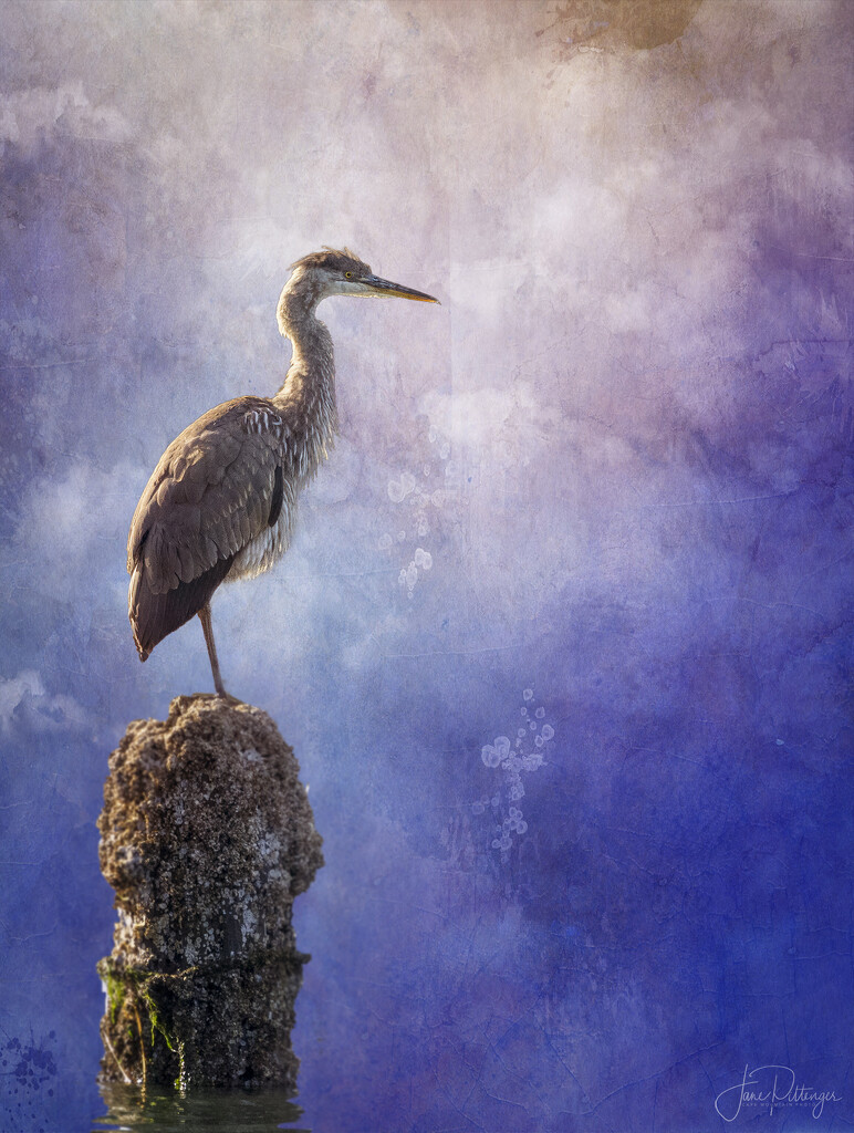 Blue Heron for New Background  by jgpittenger