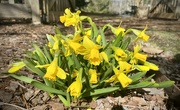 21st Feb 2022 - Daffodils Blooming!  