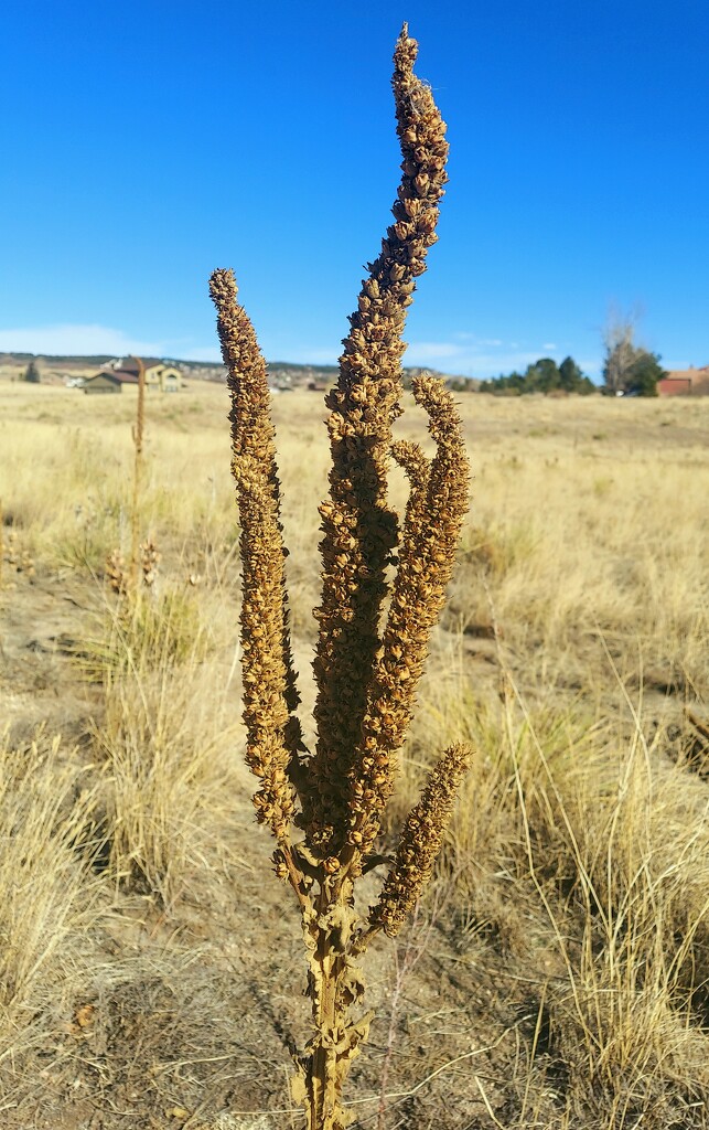 Dried Common Mullein by harbie