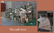 23rd Feb 2022 - The ash tree
