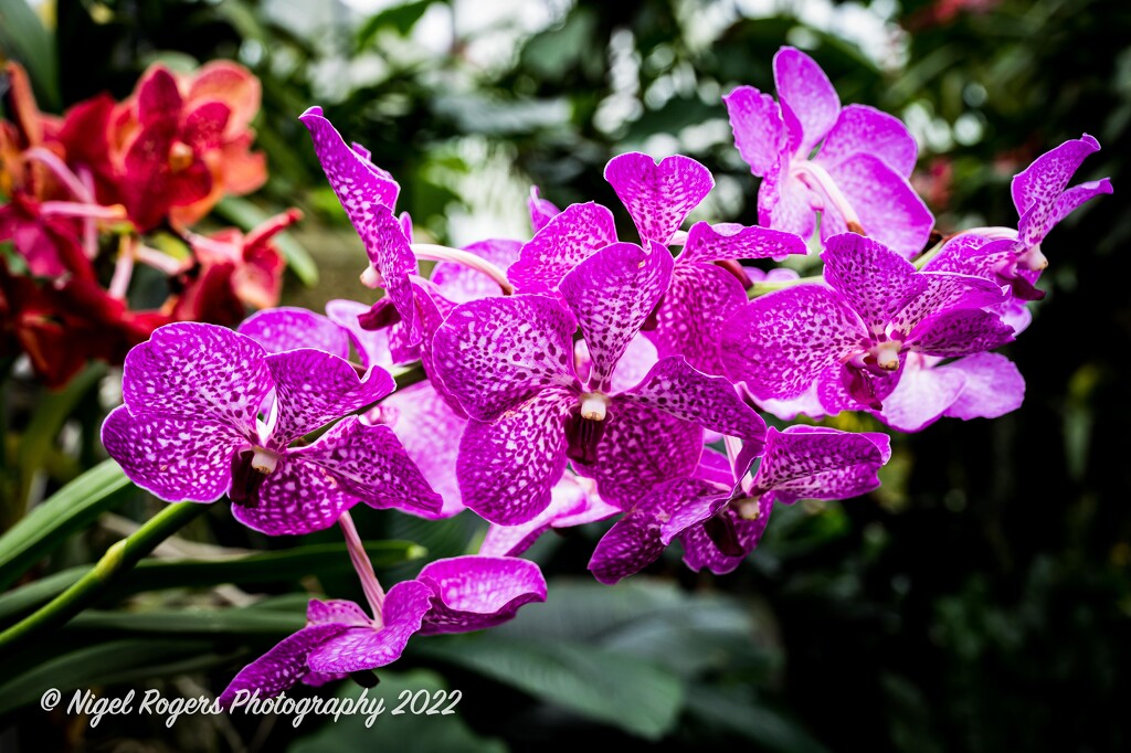 Kew Orchids 4 by nigelrogers