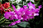 23rd Feb 2022 - Kew Orchids 4