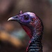 Turkey close up by berelaxed